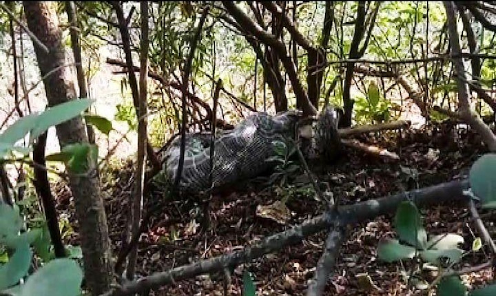 python eaten goat in pune latest updates VIDEO : 15 फुटी महाकाय अजगर शेळीला गिळताना कॅमेऱ्यात कैद