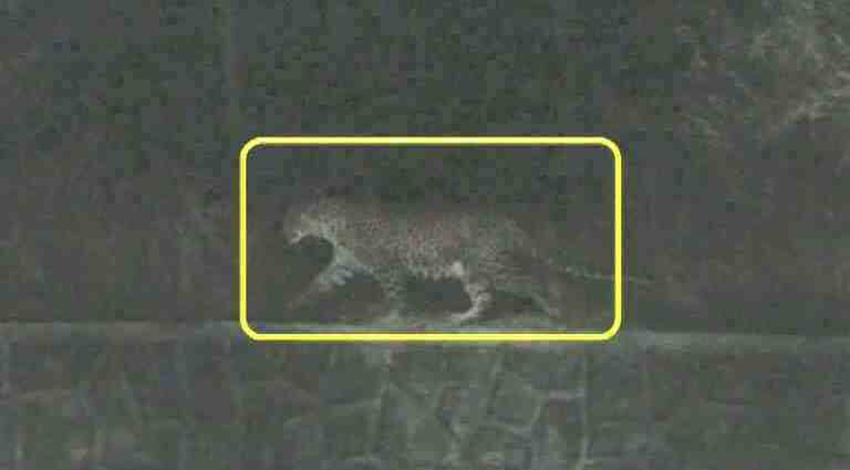 uttarakhand villagers burn entire forest after leopard kills child latest updates बिबट्याच्या हल्ल्यात दोन चिमुकल्यांचा बळी, गावकऱ्यांनी जंगलच पेटवलं