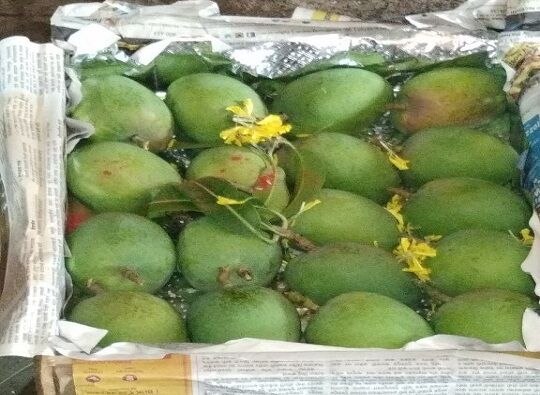 Navi Mumbai : First Peti of alphonso Mango reaches latest update नवी मुंबईत हापूस आंब्याची पहिली पेटी दाखल