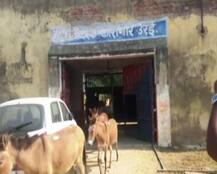 यूपीमध्ये आठ गाढवांना तुरुंगवास, चार दिवसांनी सुटका