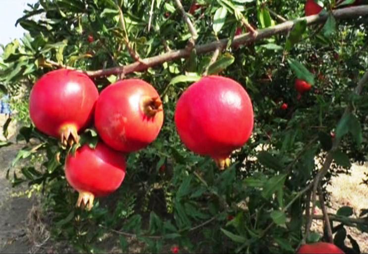 Nashik_Pomegranate