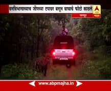 उमरेडमध्ये जीपवरुन वाघाचे फोटो काढणारा कर्मचारी निलंबित