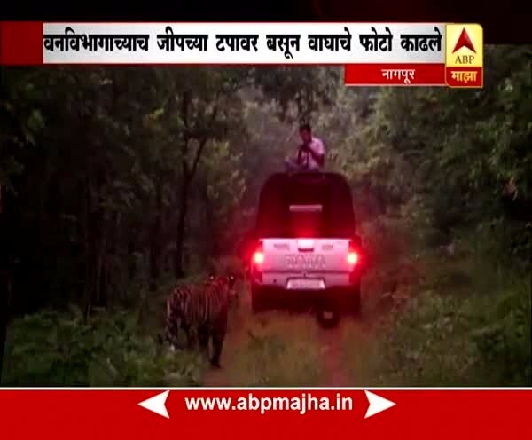 Nagpur : Employee who clicked photos of tiger from Jeep in Umred, suspended latest update उमरेडमध्ये जीपवरुन वाघाचे फोटो काढणारा कर्मचारी निलंबित