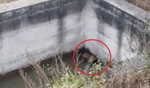 पाण्याच्या शोधात बिबट्या हौदात पडला!