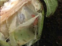 स्पेशल रिपोर्ट: बोंडअळीनं शेतकऱ्यांचं 15 हजार कोटींचं नुकसान