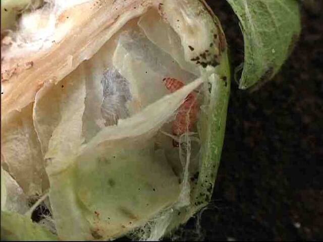 स्पेशल रिपोर्ट: बोंडअळीनं शेतकऱ्यांचं 15 हजार कोटींचं नुकसान