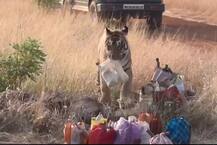 VIDEO : आणि ताडोबातील वाघोबाने मजुरांचा डबा पळवला...