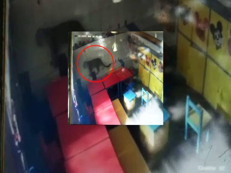 अंधेरीतील शेर ए पंजाब कॉलनीत बिबट्या घुसला leopard found in sher e colony andheri east in mumbai latest marathi news updates अंधेरीतील शेर ए पंजाब कॉलनीत बिबट्या घुसला