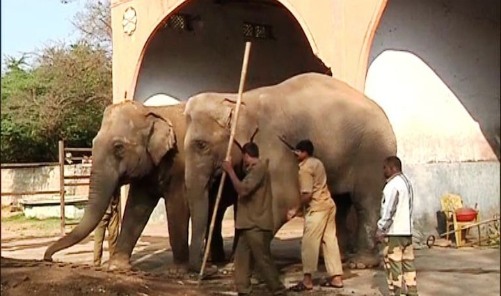 tears in Aurangabadkar’s eye during send off of favorite elephant लाडक्या हत्तीणींना निरोप देताना औरंगाबादकरांना अश्रू अनावर!