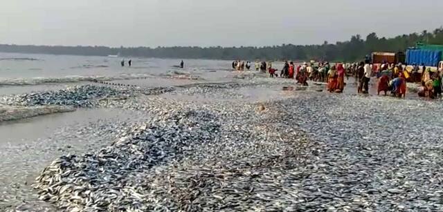 मालवणच्या किनाऱ्यावर तब्बल 70 टन मासे!  