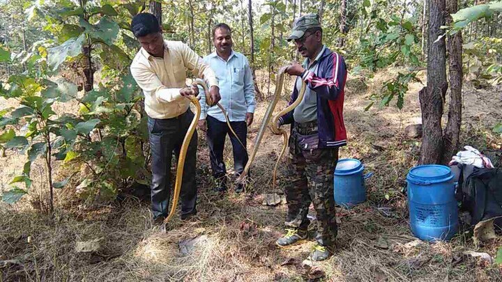 अनेकदा उत्साही सर्पमित्र हे कोणत्याही साहित्याशिवाय विषारी साप पकडण्याचं धाडस करतात. त्यामुळे आतापर्यंत काही जणांना आपले जीवही गमवावे लागले आहेत. त्यामुळे सर्पमित्र बोंबे हे तरुणांना शास्त्रशुद्ध साप पकडण्याचं प्रशिक्षणही देतात.