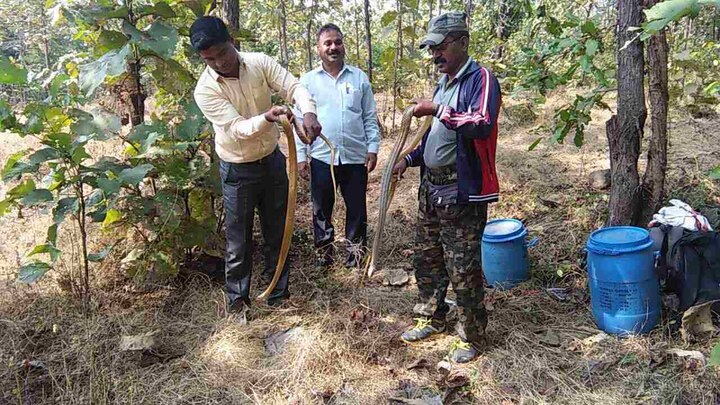 यावेळी वनपाल अधिकारी मुरलीधर जगकर यांच्या उपस्थितीत सर्पमित्र दत्ता बोंबे आणि हितेश यांनी तब्बल 10 विषारी साप जंगलात सोडले.