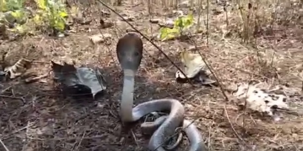 गेल्या अनेक वर्षापासून कल्याणमधील सर्पमित्र दत्ता बोंबे हे तंत्रशुद्ध पद्धतीनं सापांना पकडून त्यांचे जीव वाचण्याचं काम करतात.