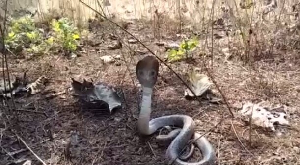 तब्बल 8 नागांना सर्पमित्रांनी जीवदान दिलं.