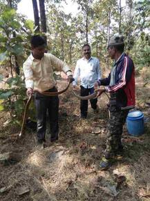 एकाच वेळी दहा सापांना जीवदान 