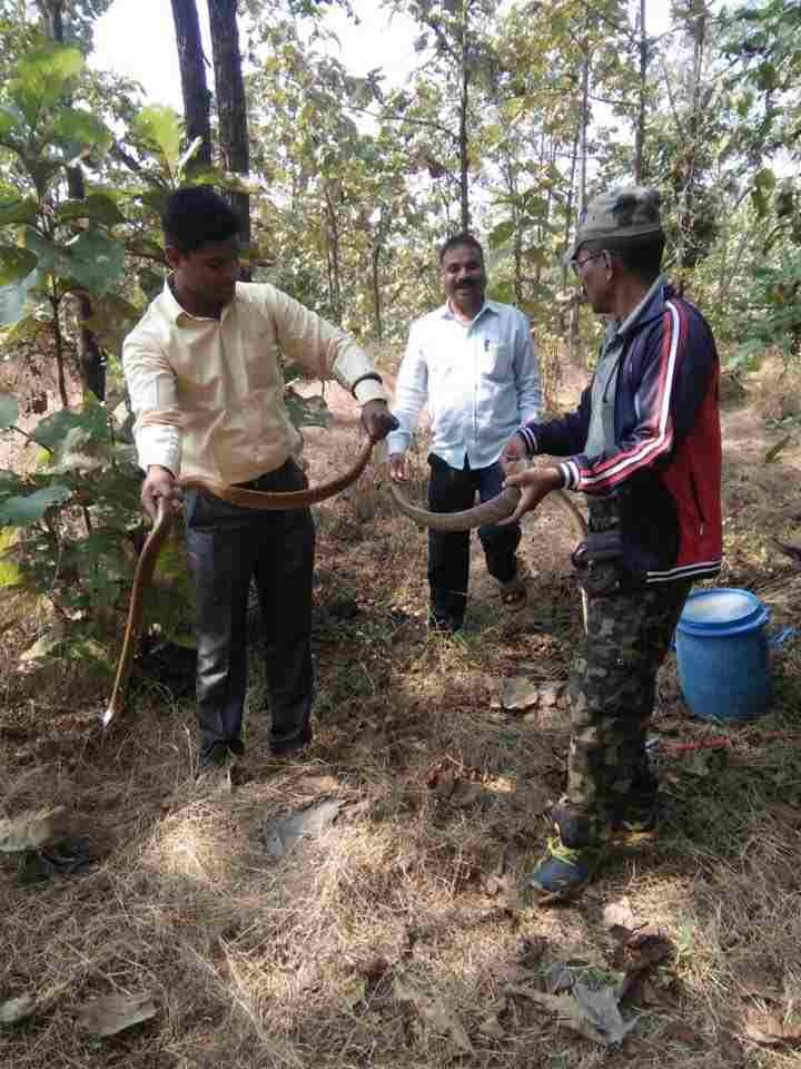 कल्याण आणि आसपासच्या परिसरातून काही दिवसांपूर्वी 8 नाग (कोब्रा) 2 घोणस आणि 2 धामण पकडण्यात आल्या होत्या. हे सर्व साप त्यांनी अग्निशमन दलाच्या एका खोलीत सुरक्षित ठेवले होते. त्यानंतर काल (रविवारी) या सर्व सापांना वन अधिकाऱ्यांच्या उपस्थितीत सर्पमित्रांनी जंगलात सोडलं.