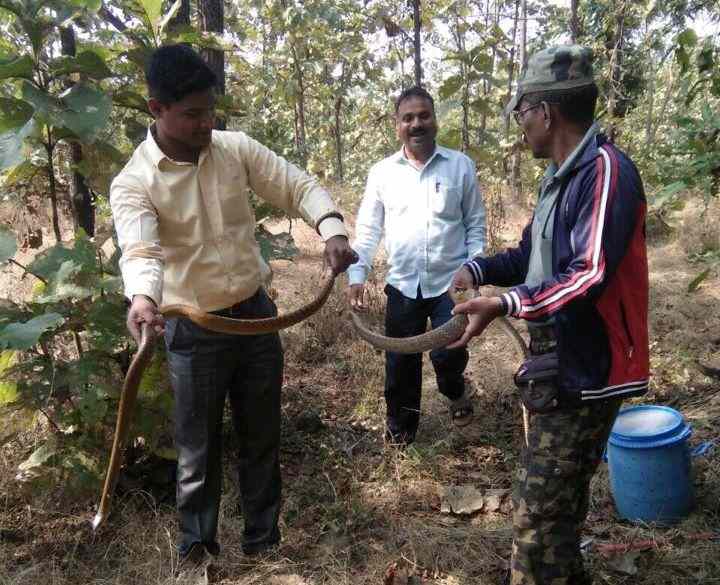 एकाच वेळी दहा सापांना जीवदान 