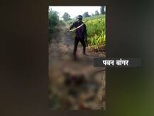 वाशिममध्ये माणुसकीला काळिमा, जखमी वानराला अमानुष मारहाण