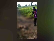 वाशिममध्ये जखमी वानराला अमानुष मारहाण, तिघे वन विभागाच्या ताब्यात