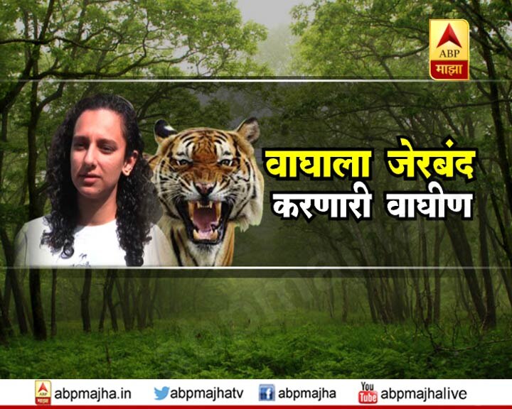 Doctor Disha Sharma grab tiger in Bhandara abp majha special report VIDEO : वाघाला जेरबंद करणारी 'वाघीण', 'माझा'चा स्पेशल रिपोर्ट