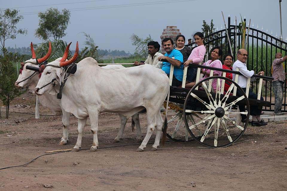 हुरडा : महाराष्ट्राच्या चवीची ऐतिहासिक ओळख 