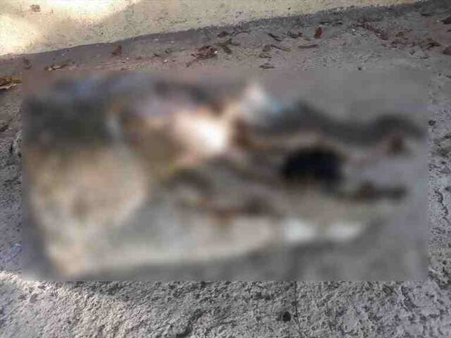 कृष्णेच्या पात्रात मगरीचे मुंडके, परिसरात खळबळ