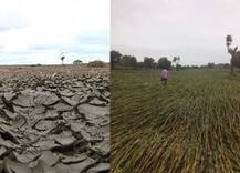 माझा इम्पॅक्ट : दुष्काळातील दिलेली कृषी पंपांची वीज बिलं कमी होणार