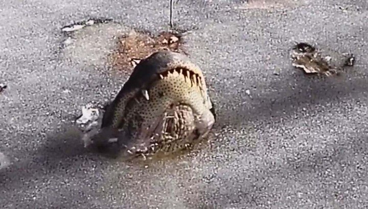 Alligators freezes in river Park in Washington in America latest update अमेरिकेत पाण्यासोबत मगरीही जिवंतपणी गोठल्या!