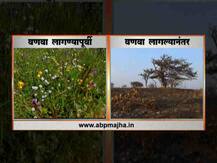 VIDEO : साताऱ्यातील कास पठार बेचिराख होण्याच्या मार्गावर