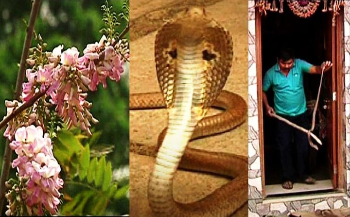 Rat, Snake enters village due to toxic flowers कोल्हापुरात विषारी फुलामुळे गावात उंदीर, सापांचा धुमाकूळ