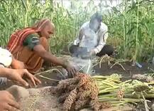 मंगळवेढ्याच्या स्पेशल हुरडा पार्ट्याना सुरुवात!