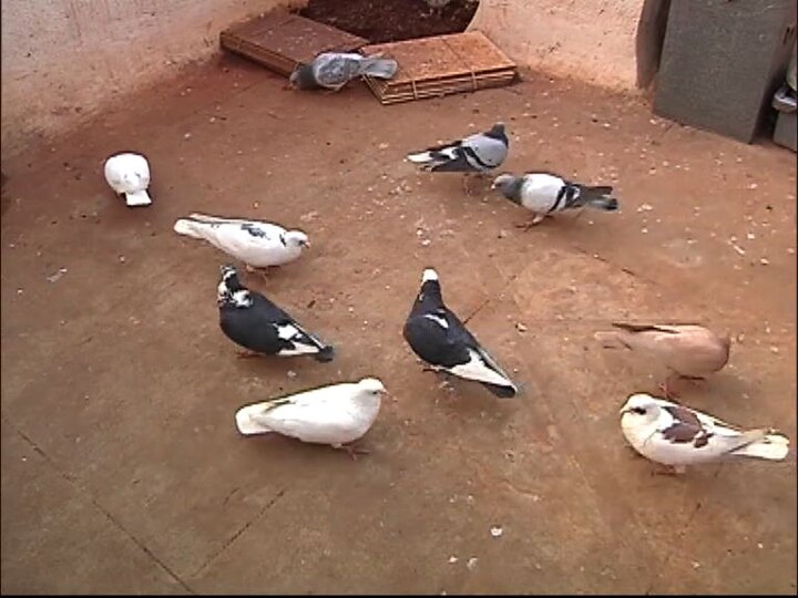 Pune Municipal Corporation on people feeding pigeons latest update पारव्यांना प्रेमापोटी खाऊ घालू नका, पुणे पालिकेच्या सूचना