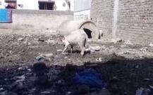 लातुरात डुकराच्या हल्ल्यात पाच वर्षांची चिमुरडी गंभीर जखमी