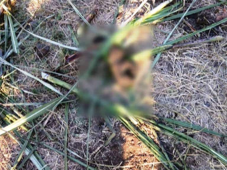 three leopard cubs burnt in fire in junnar latest marathi news updates जुन्नरमध्ये आगीत होरपळून बिबट्याच्या तीन पिल्लांचा मृत्यू