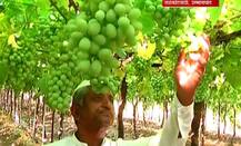 शेतीनं समृद्ध झालेल्या उस्मानाबादमधील कुटुंबाची यशोगाथा!