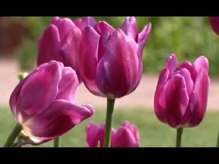 भारतीय आणि पाश्चात्य देशांमधील फुलांची विशेष लागवड करण्यात आली आहे. ट्युलिप, लिली, डॅफोडिलसह इतर मोसमी फुलांचे ताटवे तुमच्या स्वागताला तयार असतात