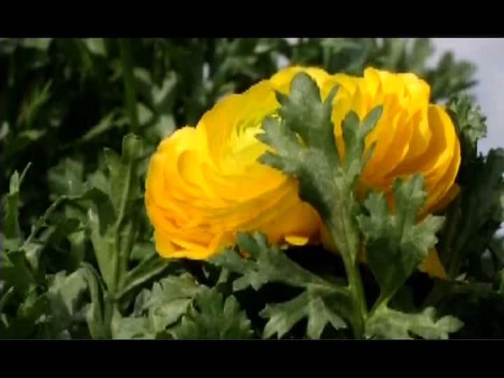 159 जातीची विशेष फुलं गार्डनमध्ये फुलवण्यात आली आहेत, तसंच 50 प्रकारची इतर झाडंही लावण्यात आली आहेत. 