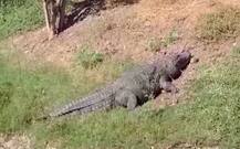 कृष्णामाईच्या काठावर मगरींचा वावर