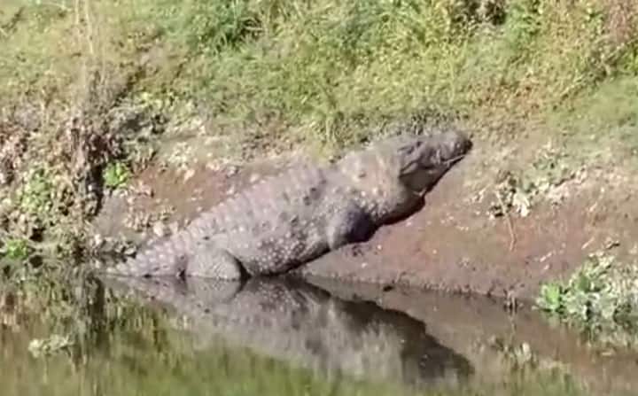 मगरीचा वावर सातत्याने वाढत असल्याने नदी काठच्या भागात भीतीचे वातावरण आहे. 