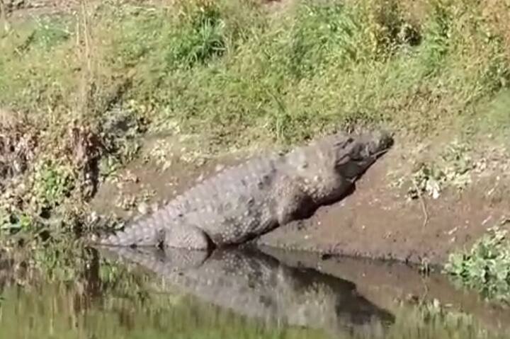 सांगलीपासून जवळ असलेल्या हरीपूरच्या नदी पात्राच्या काठावर भल्या मोठ्या दोन मगरीचे दर्शन नागिरकांना झाले. 