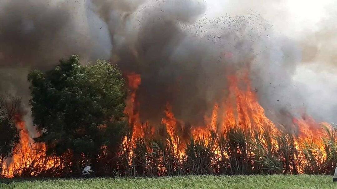 तोंडाशी आलेला घास गेला, जालन्यात 20 एकरातील ऊसाची राख 20 acre sugar cane burn by short circuit in Jalna तोंडाशी आलेला घास गेला, जालन्यात 20 एकरातील ऊसाची राख