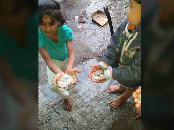 अकोला जिल्ह्यातील बाळापूर, तेल्हारा, अकोट तालुक्यात गारपिटीसह जोरदार पाऊस झाला. यामध्ये कांदा, गहू, हरभरा पिकाचं नुकसान झाल्याची शक्यता आहे.