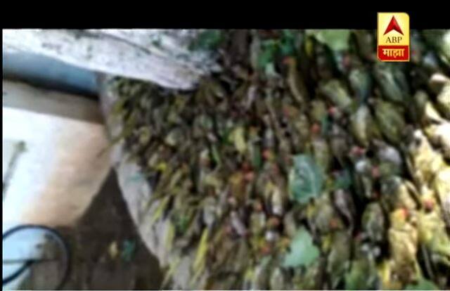 गोंदियात गारपिटीच्या माऱ्याने 460 पोपटांनी प्राण गमावले