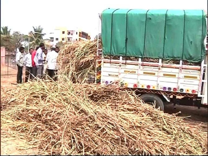 Osmanabad : Farmers were distributed hay as fodder latest update उस्मानाबादेत चाऱ्याचं बेणं म्हणून शेतकऱ्यांना वाळलेलं गवत