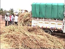 उस्मानाबादेत चाऱ्याचं बेणं म्हणून शेतकऱ्यांना वाळलेलं गवत