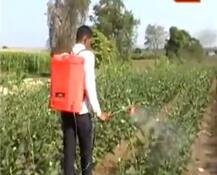 कीटकनाशकाने दगावलेल्यांच्या कुटुंबीयांना 4 लाखांची मदत द्या: हायकोर्ट