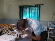 पशुवैद्यकीय डॉक्टरवरच मृत वाघाच्या अवयव तस्करीचा आरोप