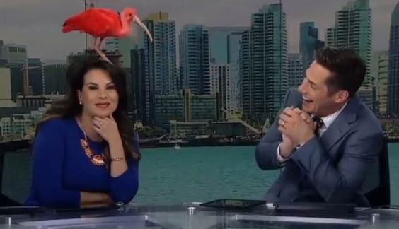 bird suddenly lands on the anchors head in live show लाईव्ह बातम्या देणाऱ्या अँकरच्या डोक्यावर पक्षी येऊन बसला