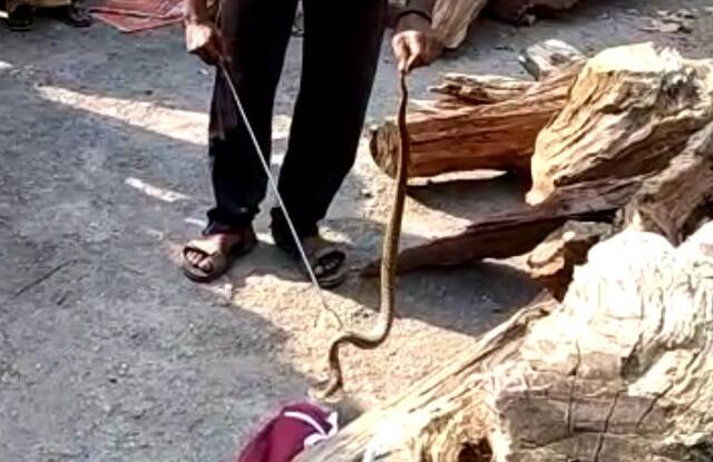 डम्पिंगच्या आगीमुळे कल्याणमध्ये सापांचा सुळसुळाट