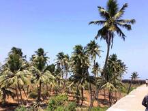 कोकणाला पर्यावरणाच्या दृष्टीने संवेदनशील का घोषित करत नाही? : हायकोर्ट